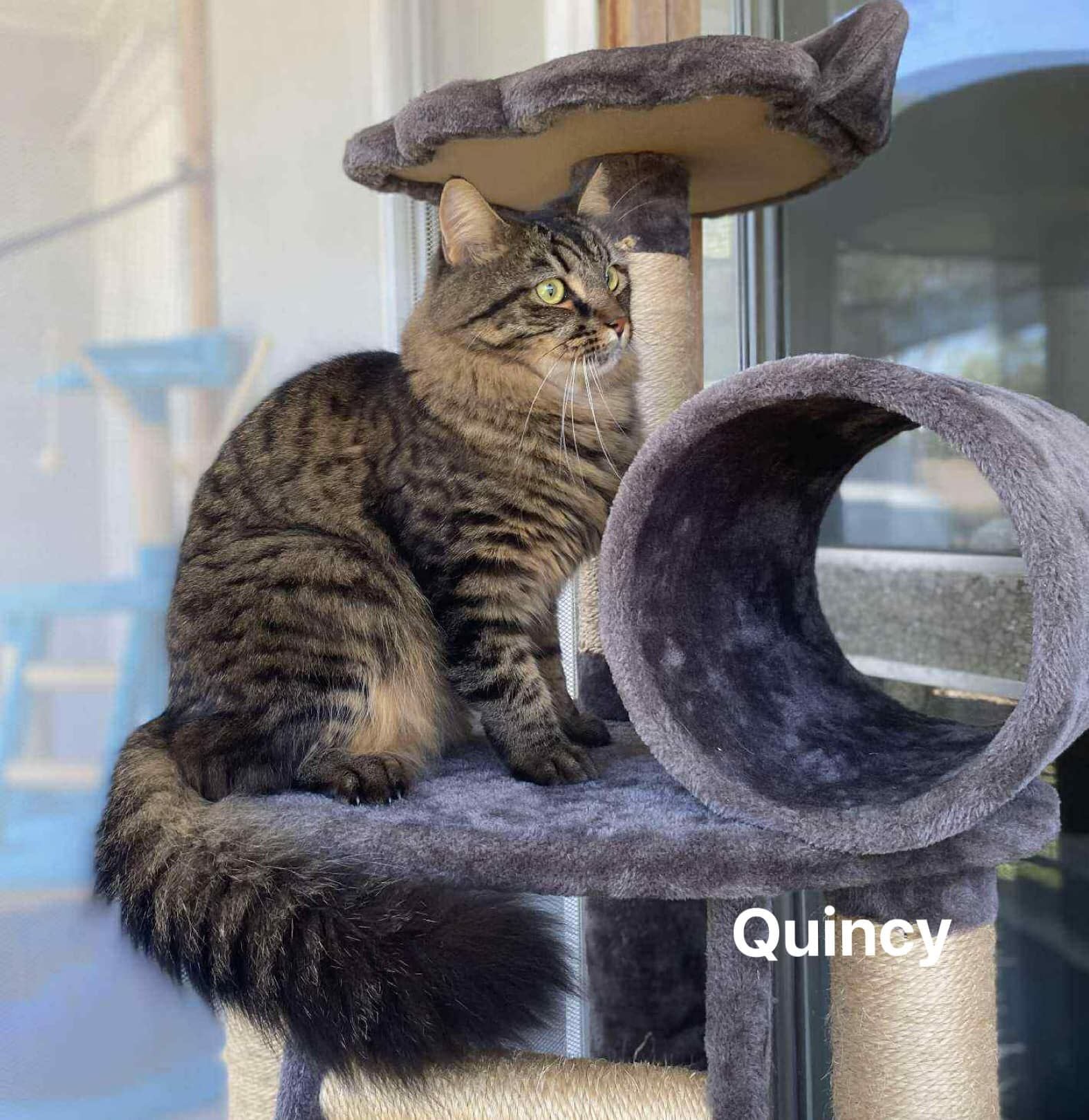 Quincy Quincy